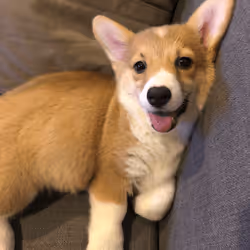 Baby Corgi 001