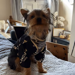 Frankie The Yorkie #0026