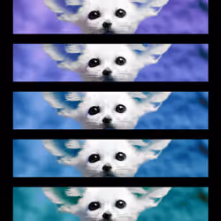 DAZED FOX