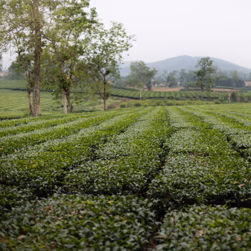 Item #80488266671287018131558448213082272878703229800970441297784273647779675373569 Media