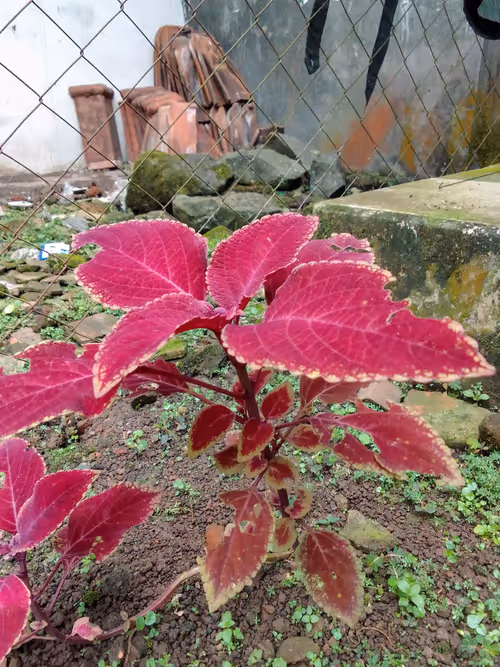 Item #111133222946557218225169832732539254882025415723090848839949307979392698386080 Media