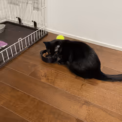 57432309319676179700798702069366385585354272226932054472084541902352474439681