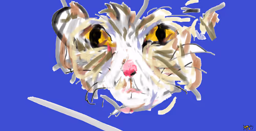 Ragdoll