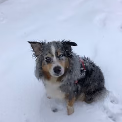 Australian shepherd - Let it snow !