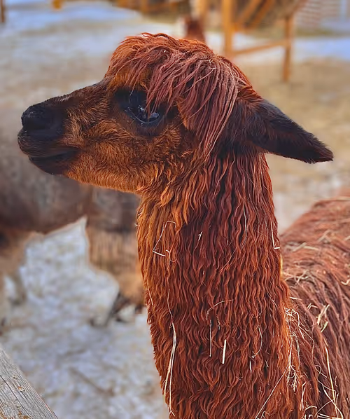 Item #97667262660927513367098743061774784750029703664735639522897976242267773468673 Media