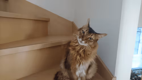 Item #88680272721371285934501562988049178859599418492822572919113237420179682492417 Media