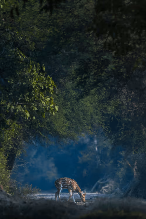 Item #61684684013370051227163866082320023750896296023852719411798081174300939780246 Media