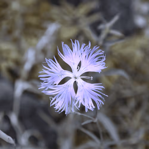 Item #84009224688457436911077818242985162617127929827345760770995272775174323175425 Media