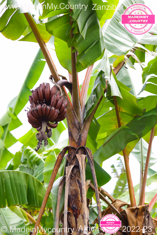 Item #21218919643484846679386017214105436286474954155539936946797714244631686807562 Media