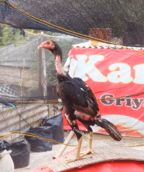 Item #103224514813489058861169925516490363188094921324422639618095811787899466153985 Media