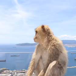 Thinking Bored Ape#18