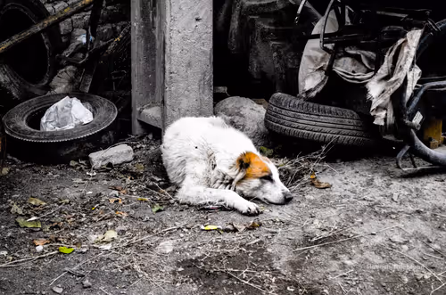 Item #88588118460762935851954819290277197949236789267554687293919040411134349803521 Media