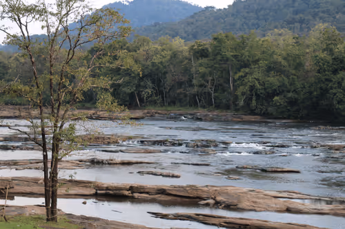 Nature - River and lush green forest