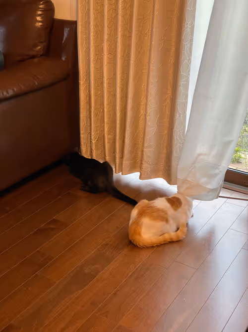 Item #57432309319676179700798702069366385585354272226932054472084541853973962817537 Media