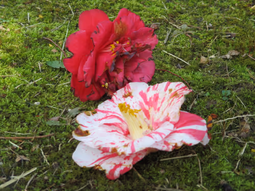 Item #72925079646173943955019179802066495558357068765344184678483369771682553135114 Media