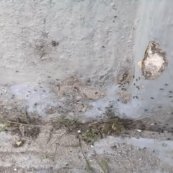 ant