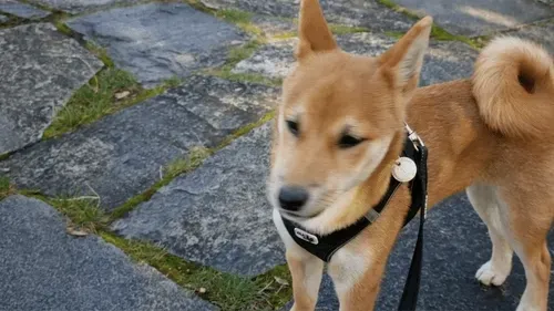 Item #51858709847349082355477028651242767391039160802379825665602477039085181468673 Media