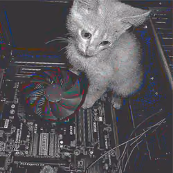 Kitty