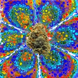 13955282856406335165414100891374623718709547313428947888299033970350462337034