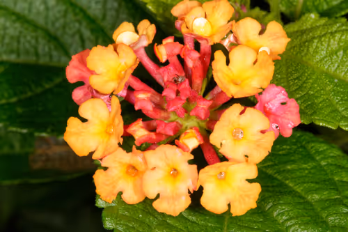 Item #47344123980109973813634142770242239438764360713225161879961011974758878674945 Media