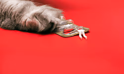 Item #37787359946517531250562291799525874448910537892577059247393481143188289748993 Media