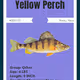 Yellow Perch