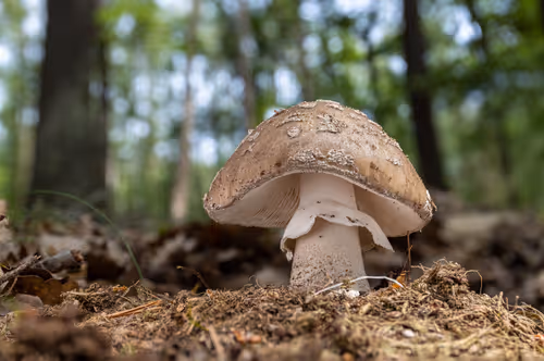 Item #64713155281190120806625528010509445569029273032710388433466982000181360197633 Media