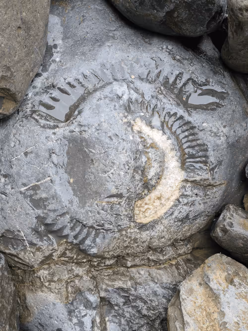 Item #14554815761844439646963719430362706601725479833318657696488567455000542838785 Media