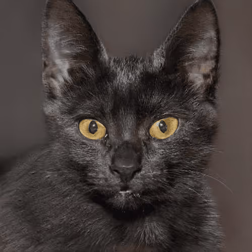 Item #106393158711752592444527764053332067386103257112262188176365267175843500654593 Media