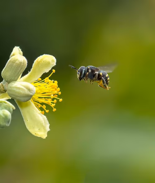 Item #10009359903282094537398543197541078073067770590855434614987939331322360627210 Media