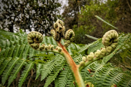 Item #39075669952795110311488058078452160275975432518977374571902800609119181996033 Media