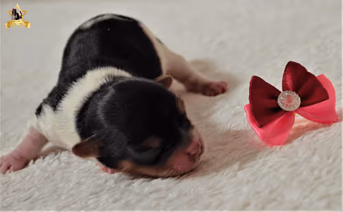 Item #38667131167011634385541907782208186835961873608250228940362662773823381700609 Media