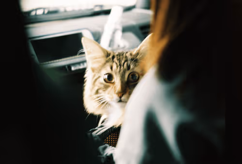 Item #39766039349114458834962057637535056271367696175968087579852078360817918017537 Media