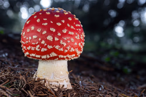 Item #64713155281190120806625528010509445569029273032710388433466981981489662525441 Media