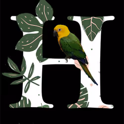 H parrot