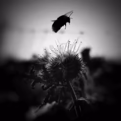 Busy Buzzing Bumblebee