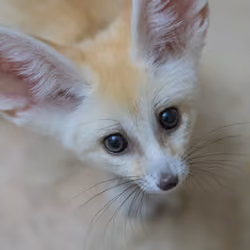 little fox
