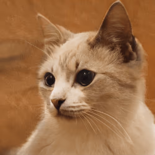 Item #106393158711752592444527764053332067386103257112262188176365270153320988672001 Media