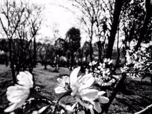 Item #41224920182518181560806089157378548851265861215278832006028644624810467393537 Media