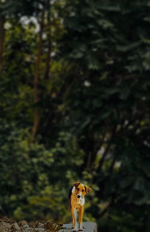 Item #105956943892832721064422546310020667446279873070052811981381323411029235859457 Media