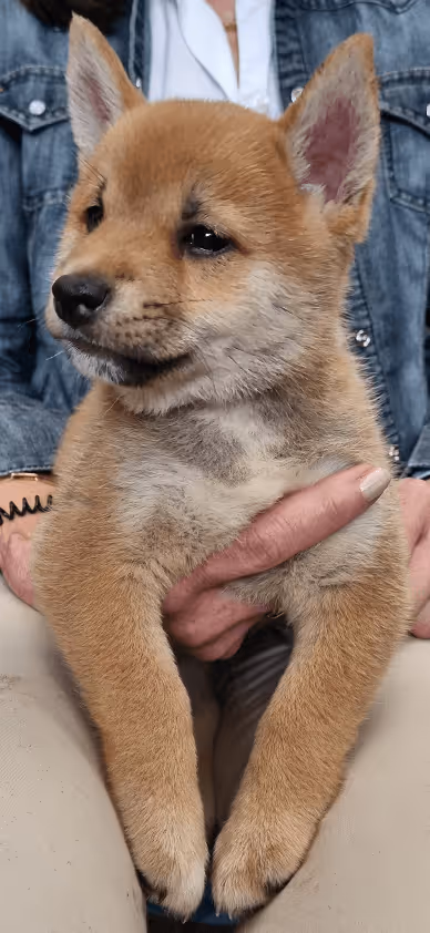 Item #51858709847349082355477028651242767391039160802379825665602477041284204724225 Media