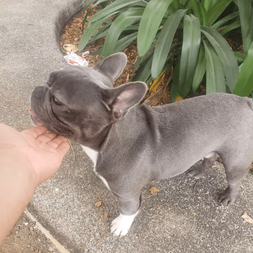 Item #32237202173720727343948986965561335091197107318394763909165930952819608649729 Media