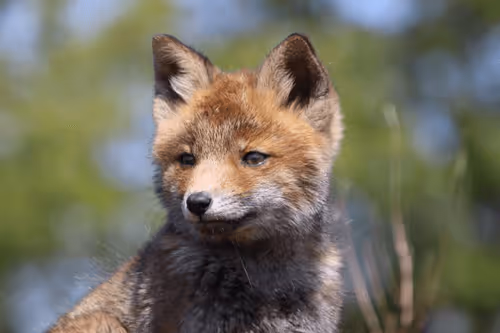 Item #13941605867614837690918824446887130433588477775612288025294768841621155872769 Media