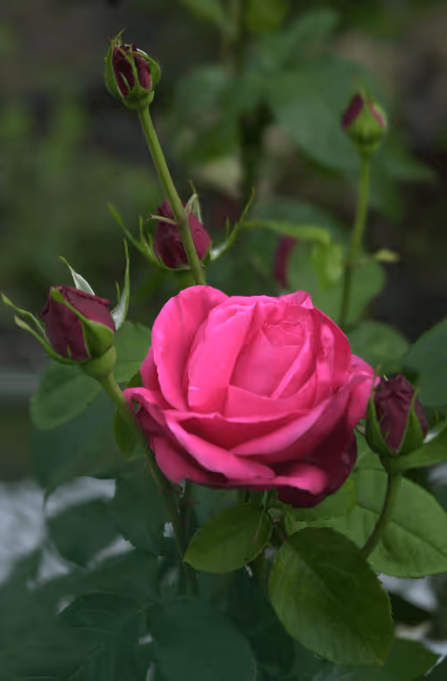 Item #56943947837122673731930897750220814689639948529564795848618456981445560762369 Media