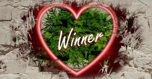 Item #68053287575525751288269231675427811746861684968250582901590729624418974171146 Media