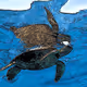 Turtle 2