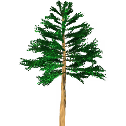 Bunya Pine