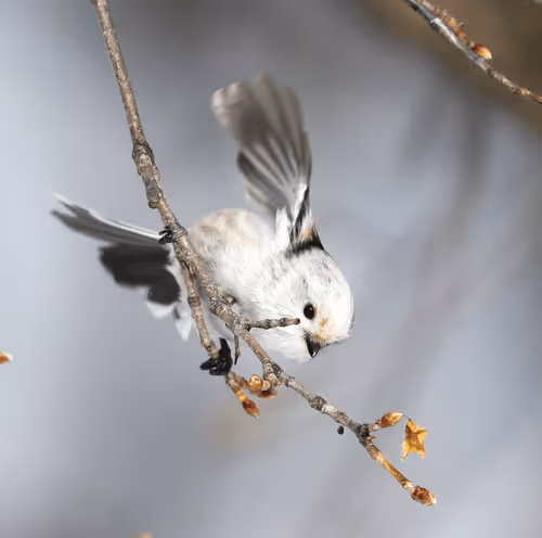 Item #2537799299287319857890120993112601769664940808601200001525120650610978324481 Media