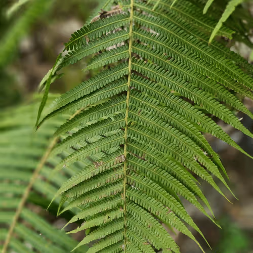 APRI_LEAF Collection