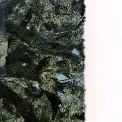 BURN#002-FOREST